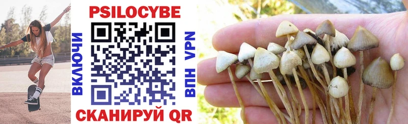 сколько стоит  Камызяк  Псилоцибиновые грибы Psilocybe 